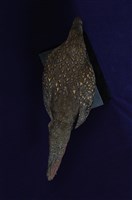 藍腹鷴藏品圖，第13張